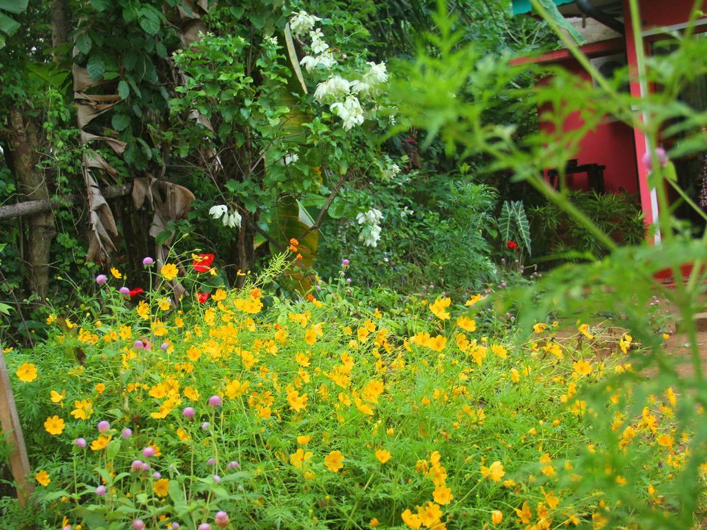 Little Pink House Daire Mirissa Oda fotoğraf
